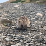 海外移住を実現するまでの計画の立て方