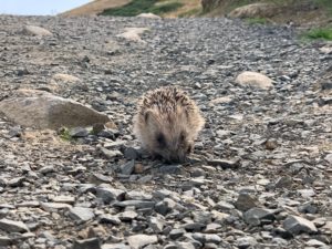 海外移住を実現するまでの計画の立て方