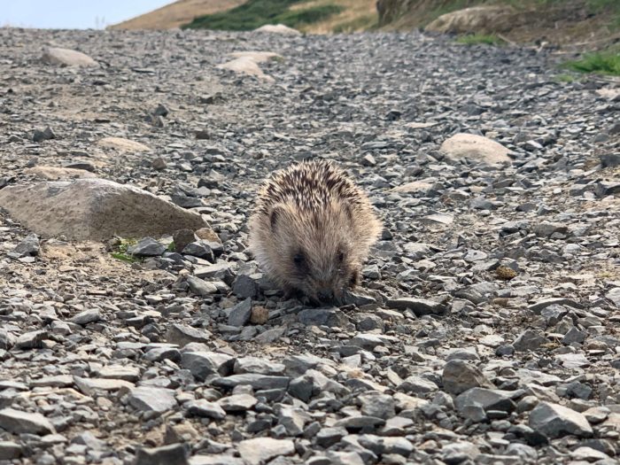 海外移住を実現するまでの計画の立て方