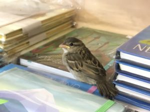 なぜ私は海外移住したいのか？