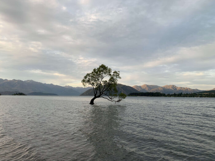 ニュージーランド永住権をSkilled Migrant Category(技能移民部門)で申請するなら知っておくべき申請条件とは？