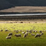 [2023年最新]ニュージーランドのワーホリビザ取得方法〜条件を満たせば健康診断は受けなくてもよい！〜